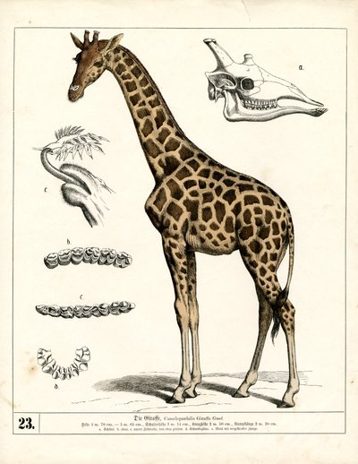  autorstwa Heinrich Leutemann