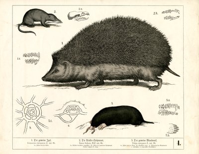  autorstwa Heinrich Leutemann