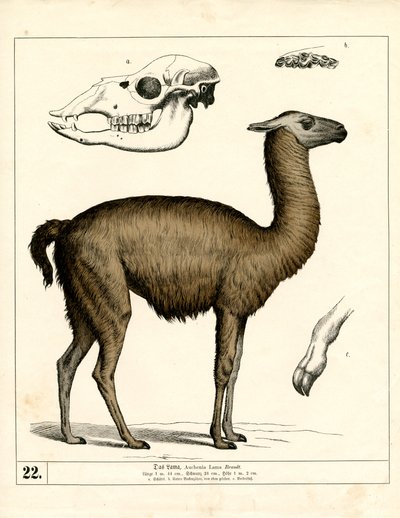  autorstwa Heinrich Leutemann
