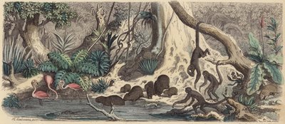 Brzeg rzeki w Gujanie (kolorowy grawerunek) autorstwa Heinrich Leutemann