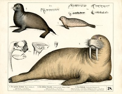  autorstwa Heinrich Leutemann