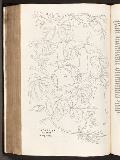 BT3.26.5 s.370 Cukinia, ilustracja z Historii komentarzy rasowych Leonharta Fuchsa, 1542 autorstwa Heinrich and Meyer, Albert Fullmaurer