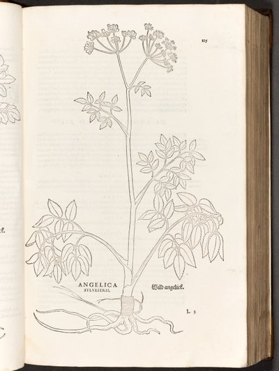 BT3.267.5 s.125 Dzika Angelica, ilustracja z Historii komentarzy rasowych Leonharta Fuchsa, 1542 autorstwa Heinrich and Meyer, Albert Fullmaurer
