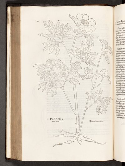 BT3.267.5 s.311 Paeony, ilustracja z Historii komentarzy rasowych Leonharta Fuchsa, 1542 autorstwa Heinrich and Meyer, Albert Fullmaurer