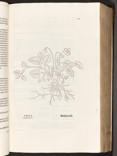 BT3.267.5 s.311 Violet, ilustracja z Historii rasizmu Leonharta Fuchsa, 1542 autorstwa Heinrich and Meyer, Albert Fullmaurer