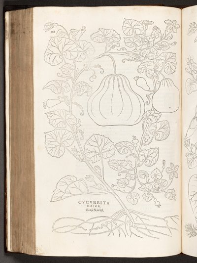 BT3.267.5 s.368 Tykwa, ilustracja z Historii rasizmu Leonharta Fuchsa, 1542 autorstwa Heinrich and Meyer, Albert Fullmaurer