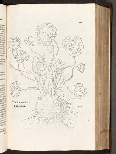 BT3.267.5 s.51 Cyklamen, ilustracja z Historii różnic rasowych Leonharta Fuchsa, 1542 autorstwa Heinrich and Meyer, Albert Fullmaurer