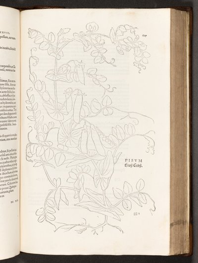 BT3.267.5. s.627 Groch, ilustracja z Historii komentarzy rasowych Leonharta Fuchsa, 1542 autorstwa Heinrich and Meyer, Albert Fullmaurer