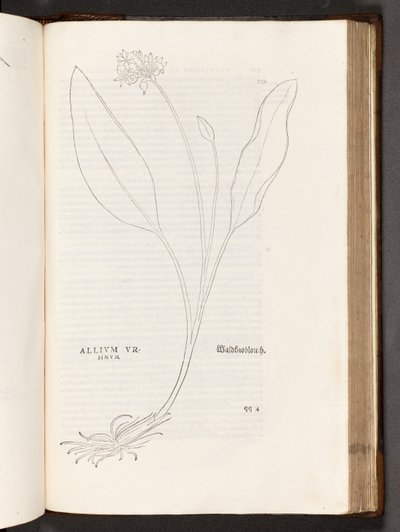BT3.267.5 s.739 Allium, ilustracja z Historii rasizmu Leonharta Fuchsa, 1542 autorstwa Heinrich and Meyer, Albert Fullmaurer