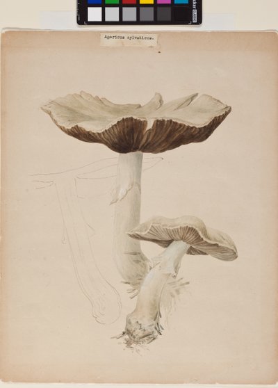 Agaricus Augustus autorstwa Helen Beatrix Potter