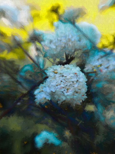 Kwitnący maj, 2019 autorstwa Helen White