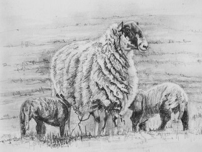 Dumna ewe, 2012, (rysunek ołówkiem) autorstwa Helen White