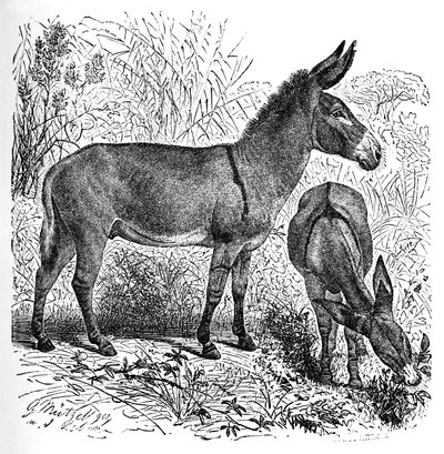 Afrykański dziki osioł, ok. 1900 autorstwa Helena J. Maguire