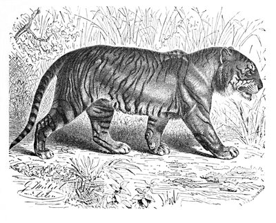 Tygrys bengalski, ok. 1900 r autorstwa Helena J. Maguire