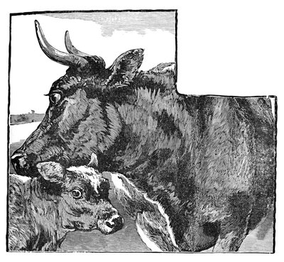 Krowa i Cielę, ok. 1900 autorstwa Helena J. Maguire