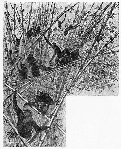 Hoolocks w bambusowej dżungli, ok. 1900 autorstwa Helena J. Maguire