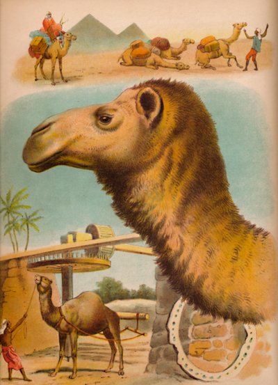 Wielbłąd, ok. 1900 autorstwa Helena J. Maguire