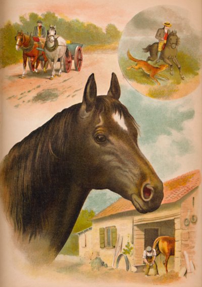 Koń, ok. 1900 autorstwa Helena J. Maguire