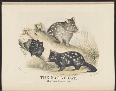 Ssaki Australii (Krefft) Nla.obj-33627803-14 The Native Cat autorstwa Helena Scott