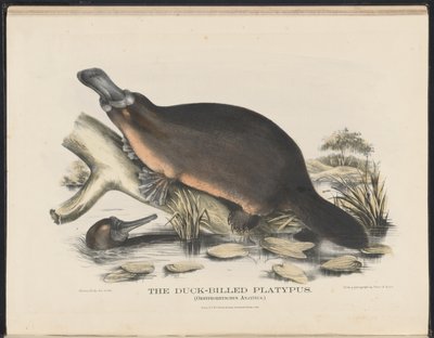 Ssaki Australii (Krefft) Nla.obj-33627803-16 Dziobak kaczodzioby autorstwa Helena Scott