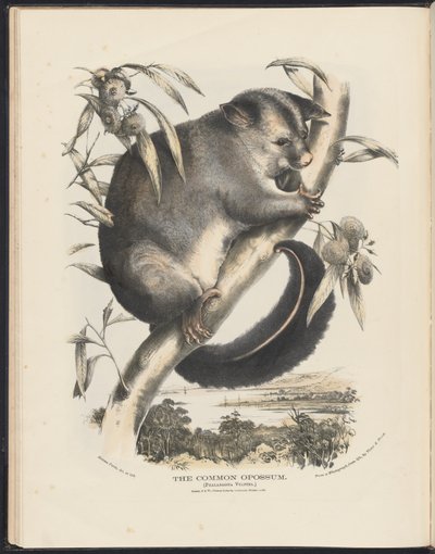 Ssaki Australii (Krefft) Nla.obj-33627803-9 Opos pospolity. autorstwa Helena Scott