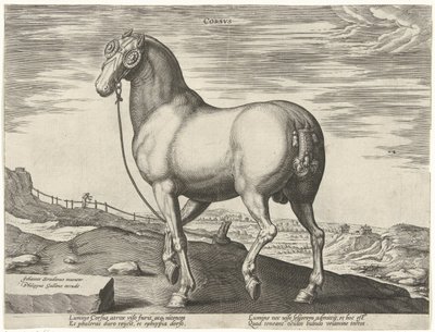 Koń z Korsyki Corsvs (tytuł na obiekcie) Rasy koni z Królewskich Stajni Don Juana Austrii (tytuł serii) Equile Ioannis Austriaci Caroli (tytuł serii) autorstwa Hendrick Goltzius (possibly)