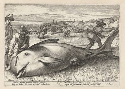 Dwóch mężczyzn mierzy wieloryba na plaży autorstwa Hendrick Goltzius (workshop of)
