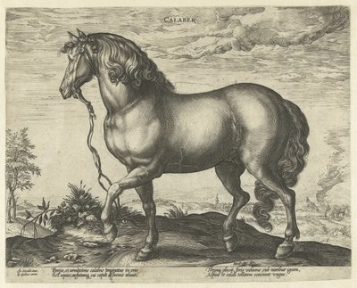 Koń z Kalabrii Calabre (tytuł na obiekcie) Rasy koni z Królewskich Stajni Don Juana Austrii (tytuł serii) autorstwa Hendrick Goltzius