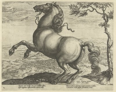 Koń z Toskanii telewizory (tytuł na obiekcie) Rasy koni z Królewskich Stajni Don Juana Austrii (tytuł serii) autorstwa Hendrick Goltzius
