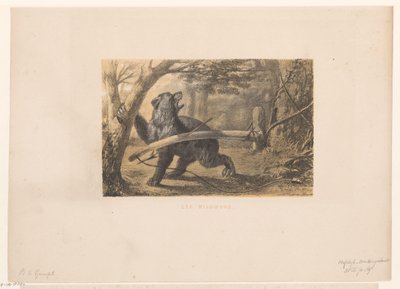 niedźwiedź w pułapce Wildbow (tytuł na obiekcie) autorstwa Hendrik Adriaan Christiaan Dekker