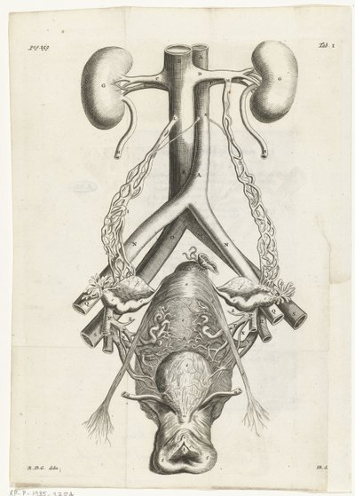 Anatomiczny obraz żeńskich narządów płciowych i nerek Ilustracja książkowa dla: Reinier de Graaf, Wszystkie dzieła, Amsterdam, 1686 autorstwa Hendrik Bary