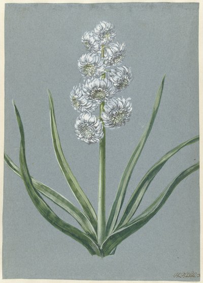 Hiacynt Margrabia Karol Baden Durlach Marqgraeff Carel v: Baden Durlach (tytuł dotyczący przedmiotu) autorstwa Hendrik Budde