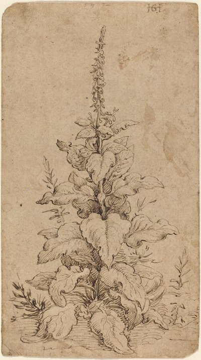 Naparstnica w rozkwicie autorstwa Hendrik Goltzius