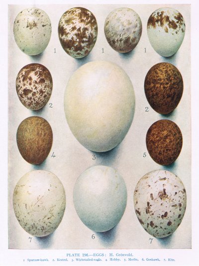 Jaja: błotniak montagu: błotniak błotny: itp., ilustracja z „British Birds” autorstwa Kirkmana i Jourdaina, 1966 autorstwa Hendrik Gronvold