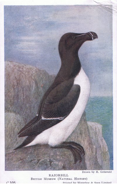 Razorbill, Pocztówki, lata 30. XX wieku autorstwa Hendrik Gronvold