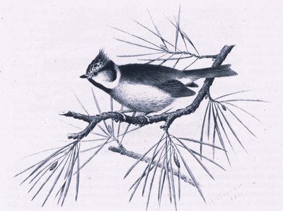 Scottish Crested Tits, Nature in Britain, wyd. Collins, 1946 autorstwa Hendrik Gronvold