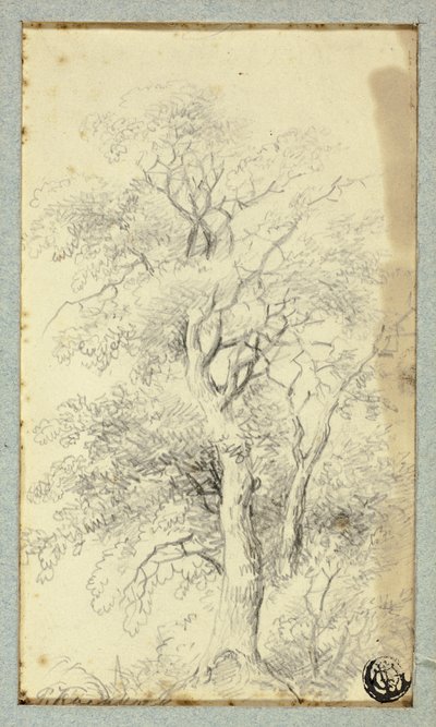 Drzewo autorstwa Hendrik Pieter Koekkoek