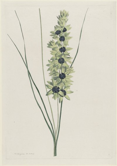 Irys afrykanerski (Ixia maculata verdi) autorstwa Hendrik Schwegman