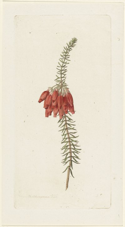 Kwiaty (Erica Mammosa) autorstwa Hendrik Schwegman