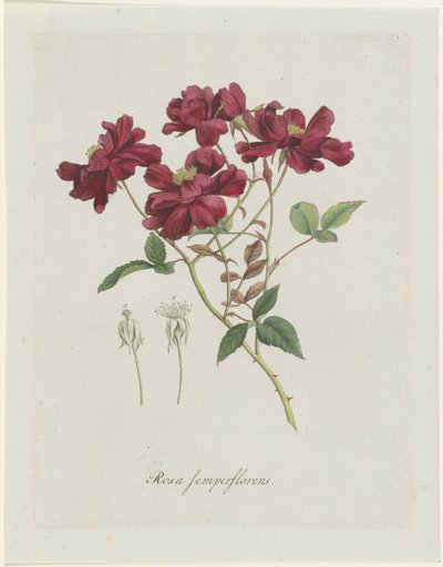 Chińskie łachy (Rosa chinensis Jacq.) Rosa semperflorens (tytuł na obiekcie) autorstwa Hendrik Schwegman