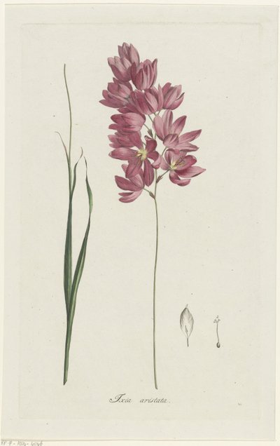 Ixia patens Dziadek Ixia aristata (tytuł na obiekcie) autorstwa Hendrik Schwegman