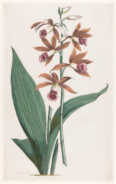 Moerasorchidee Limodorum Tankervilliae (tytuł na obiekcie) autorstwa Hendrik Schwegman