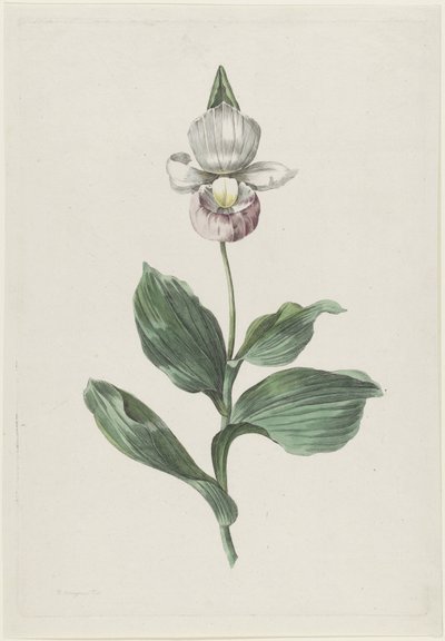 Pantofelek Orchidei (Cypripedium reginae Walter) autorstwa Hendrik Schwegman