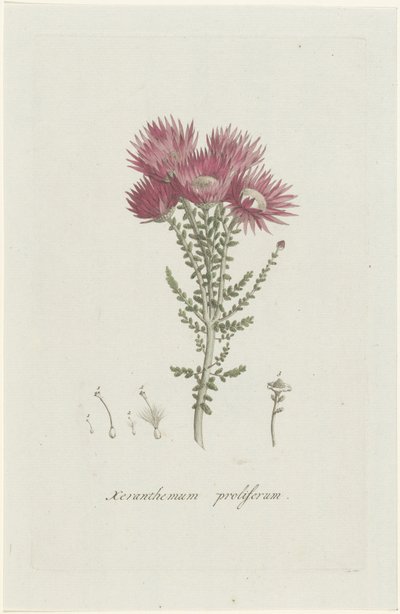 Phaenocoma prolifera Xeranthemum proliferum (tytuł na obiekcie) autorstwa Hendrik Schwegman