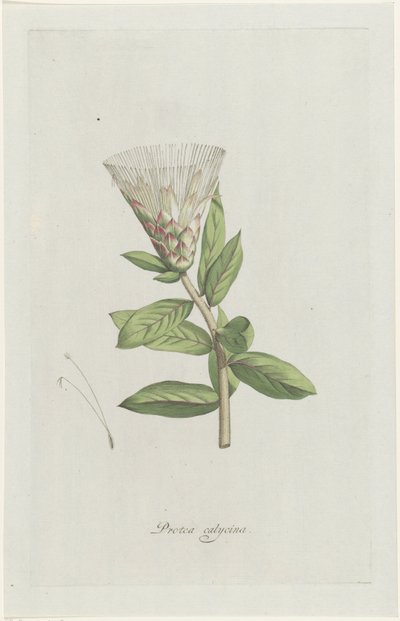 Protea Protea calycina (tytuł na obiekcie) autorstwa Hendrik Schwegman