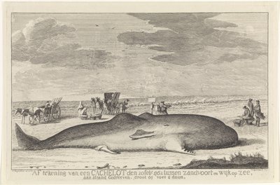 umyty kaszalot Wylogowanie się z parkingu podręcznego 20 lutego 1762 r. między Zandvoort i Wyk op Zee, jadąc po plaży, duży 61 stóp i 6 duum. (tytuł na obiekcie) autorstwa Hendrik Spilman