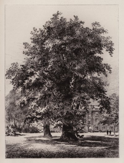 Cambridge: Ogród Kolegium Chrystusa (akwaforta) autorstwa Henri (after) Toussaint
