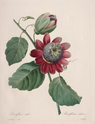 Wybór najpiękniejszych kwiatów... najpiękniejszych owoców: Passiflore ailee, 1827. autorstwa Pierre Joseph Redouté