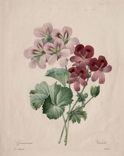 Geranium, 1827. autorstwa Pierre Joseph Redouté