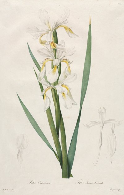 Irys ze złotymi paskami, 1812. autorstwa Pierre Joseph Redouté